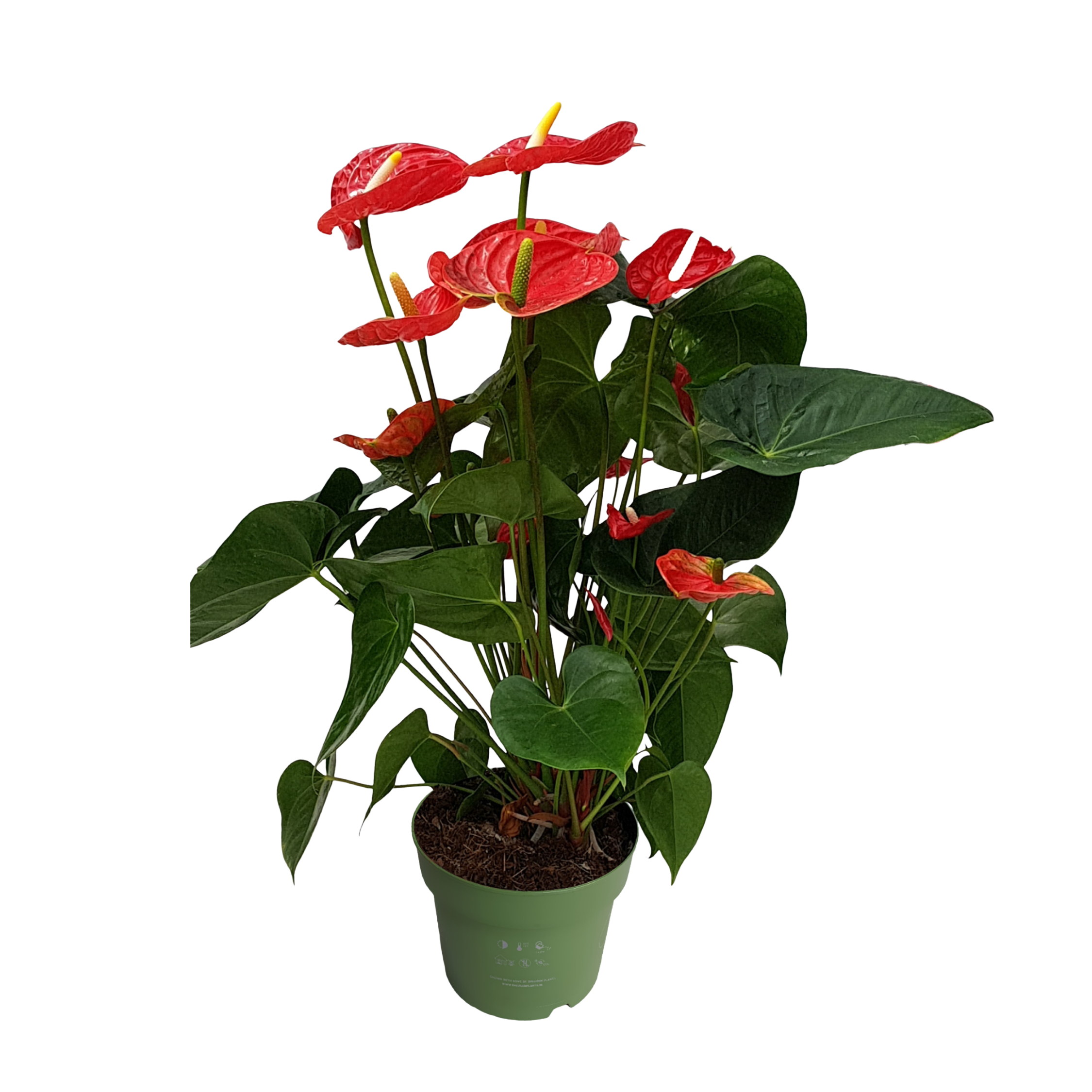 Floarea flamingo - Anthurium 'Madural Red' - Înălțime 55-70cm - ø17cm