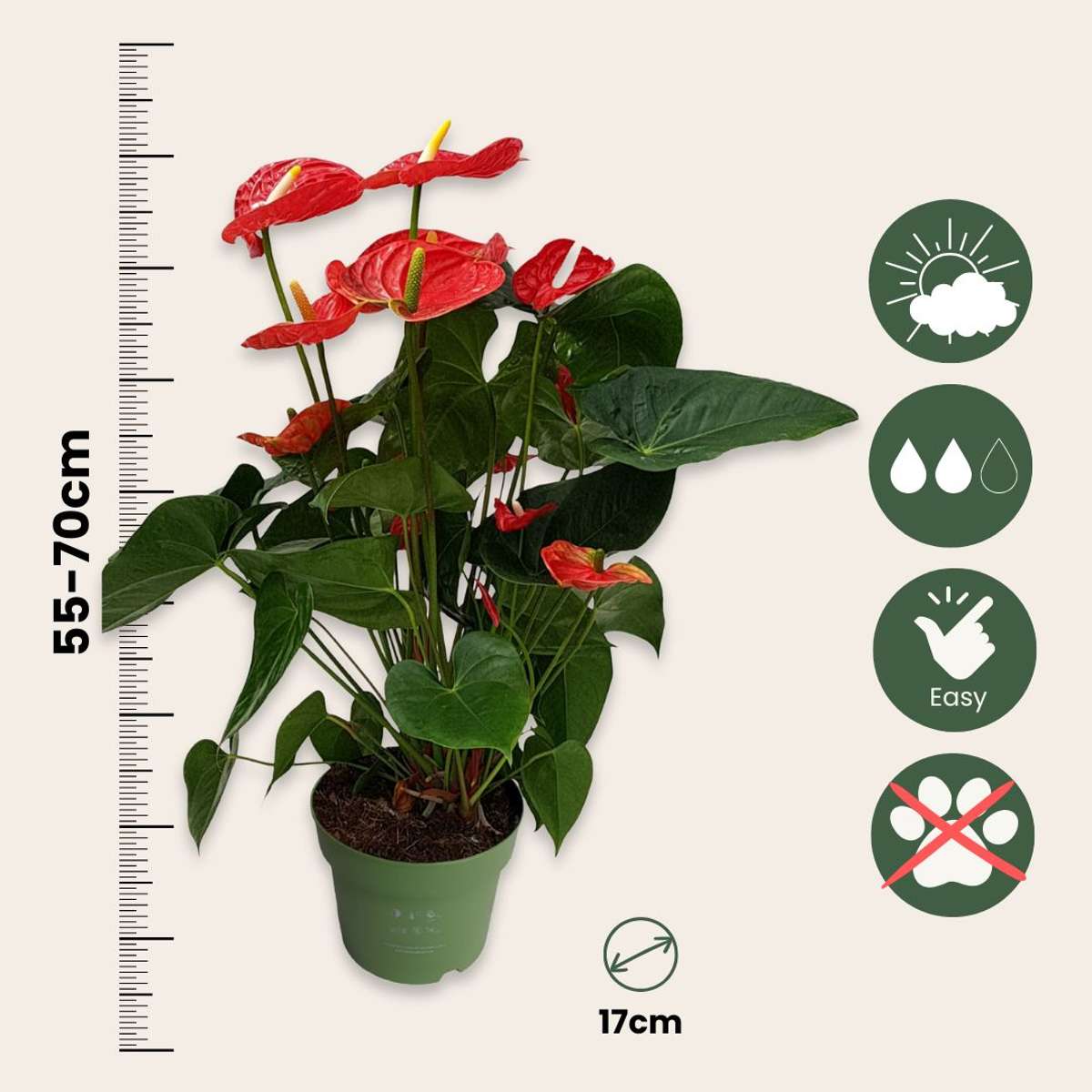 Floarea flamingo - Anthurium 'Madural Red' - Înălțime 55-70cm - ø17cm