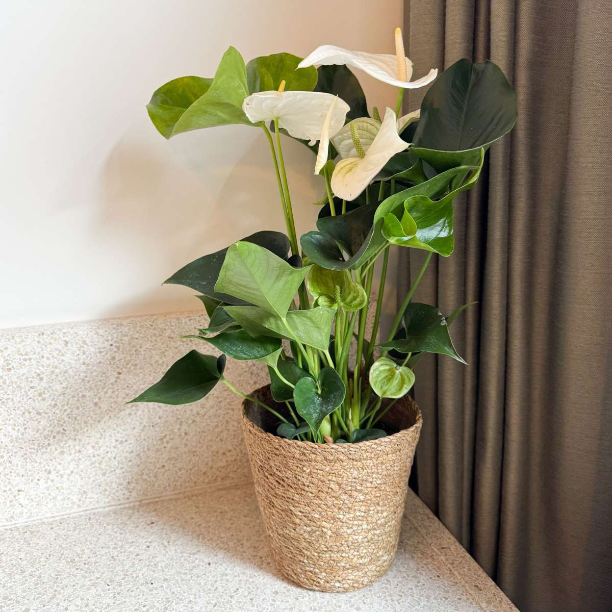 Floarea flamingo - Cu coș - Anthurium 'Alaska White' - Înălțime 55-70cm - ø17cm