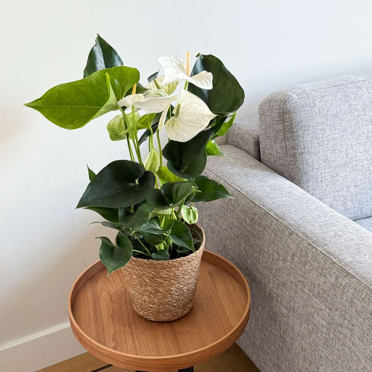 Floarea flamingo - Cu coș - Anthurium 'Alaska White' - Înălțime 55-70cm - ø17cm