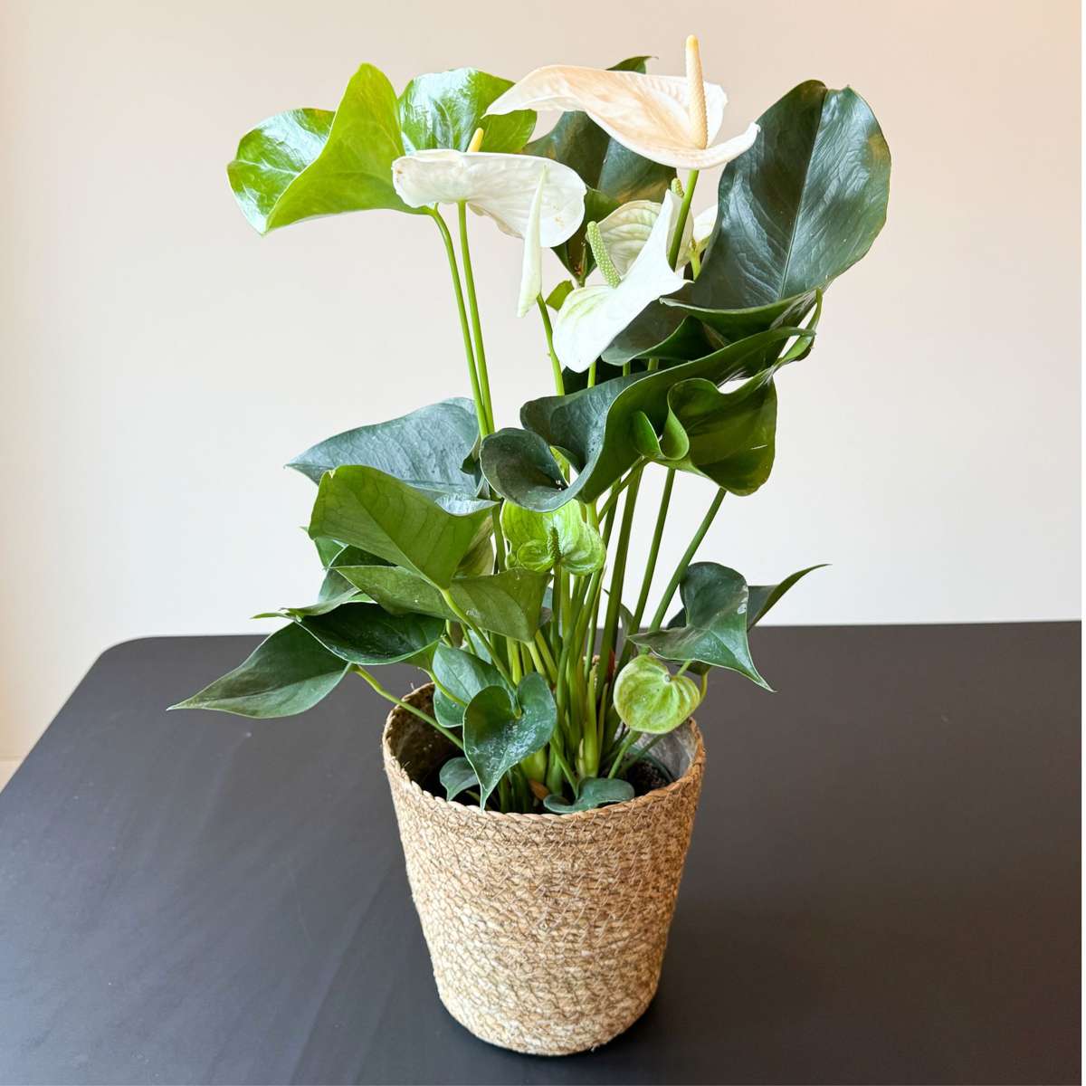 Floarea flamingo - Cu coș - Anthurium 'Alaska White' - Înălțime 55-70cm - ø17cm