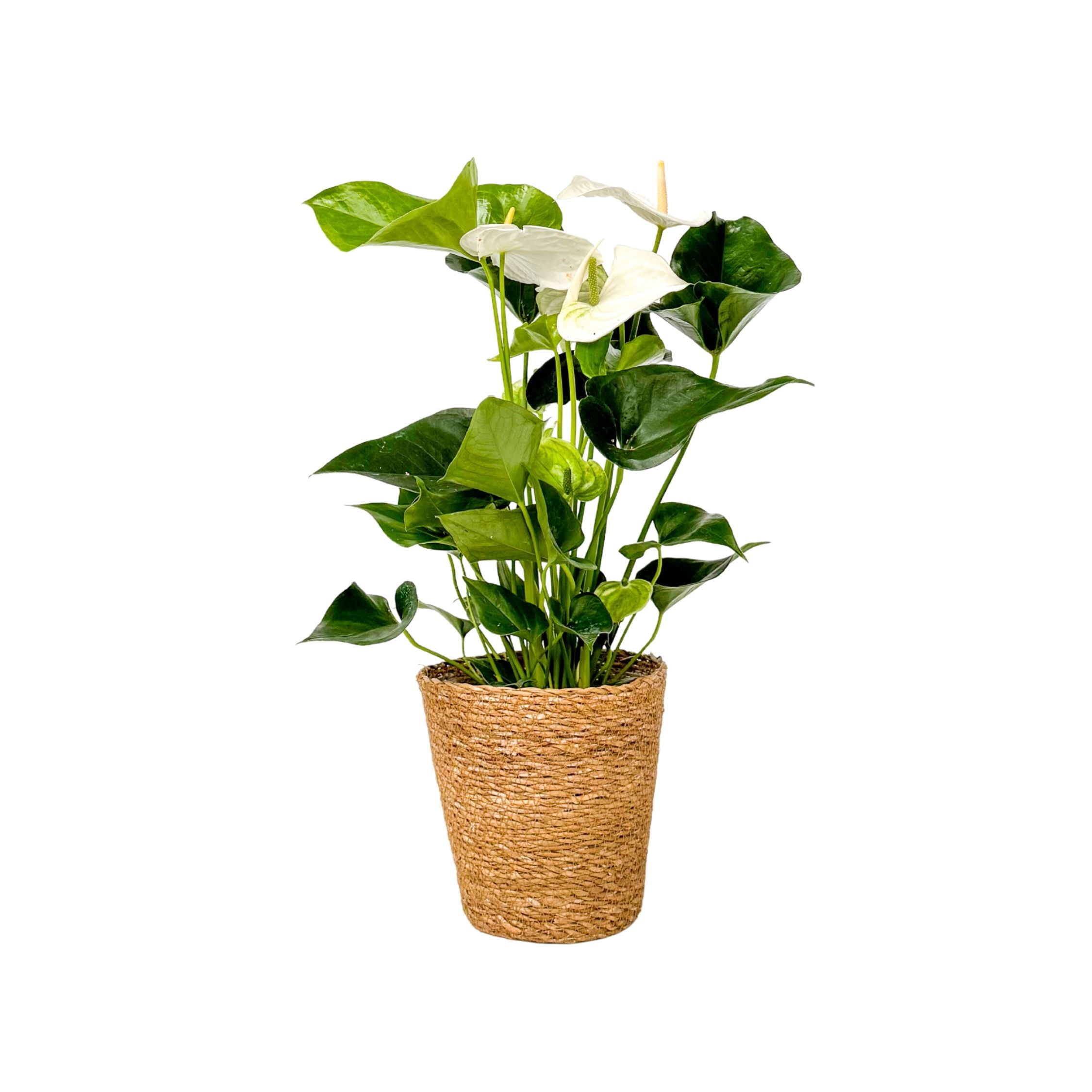 Floarea flamingo - Cu coș - Anthurium 'Alaska White' - Înălțime 55-70cm - ø17cm