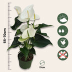 Floarea flamingo - Anthurium 'Alaska White' - Înălțime 55-70cm - ø17cm