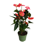 Floarea flamingo - Anthurium 'Maine Pink' - Înălțime 55-70cm - ø17cm