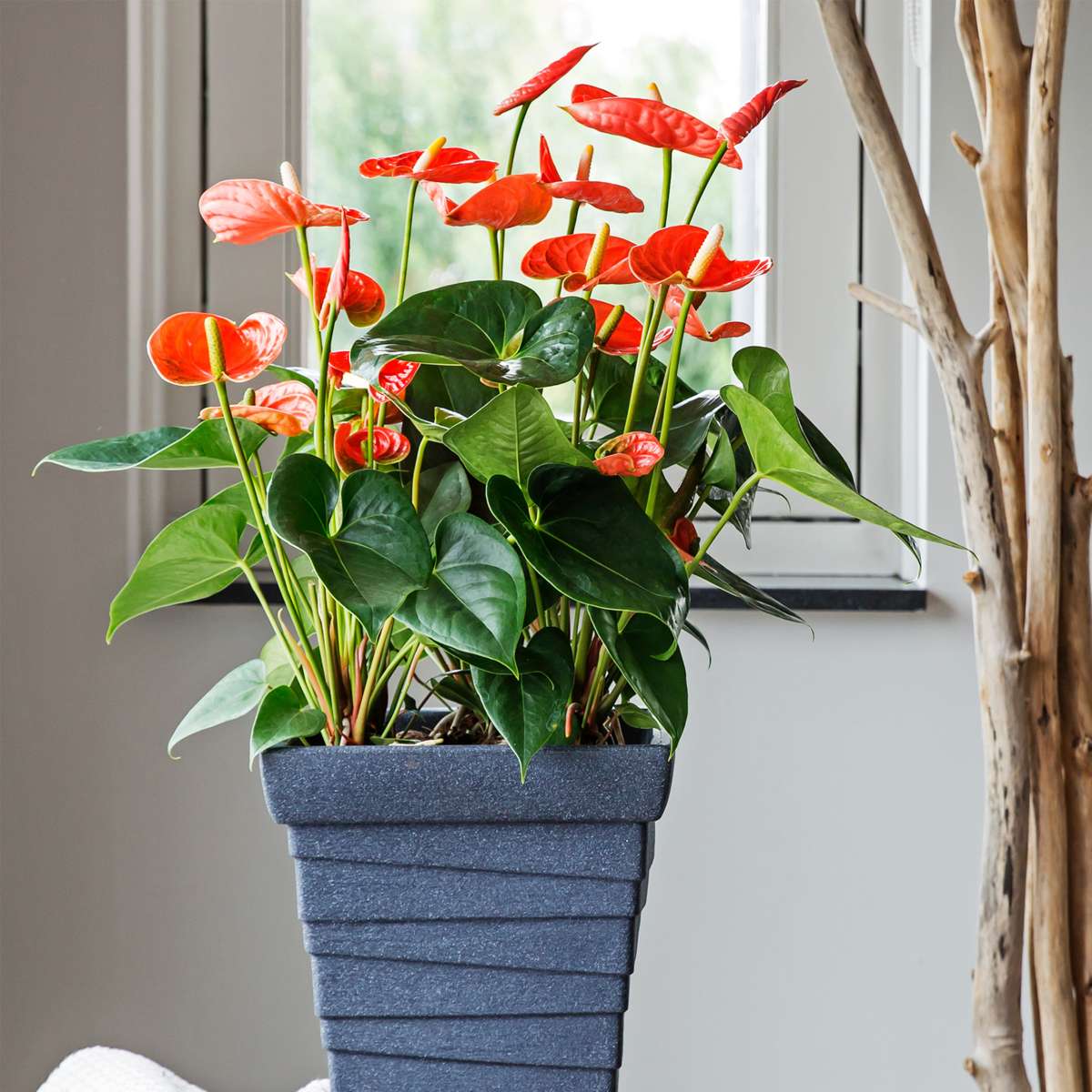 Floarea flamingo - Anthurium 'Madural Orange' - Înălțime 55-70cm - ø17cm