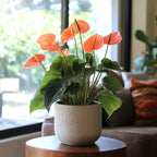 Floarea flamingo - Anthurium 'Madural Orange' - Înălțime 55-70cm - ø17cm