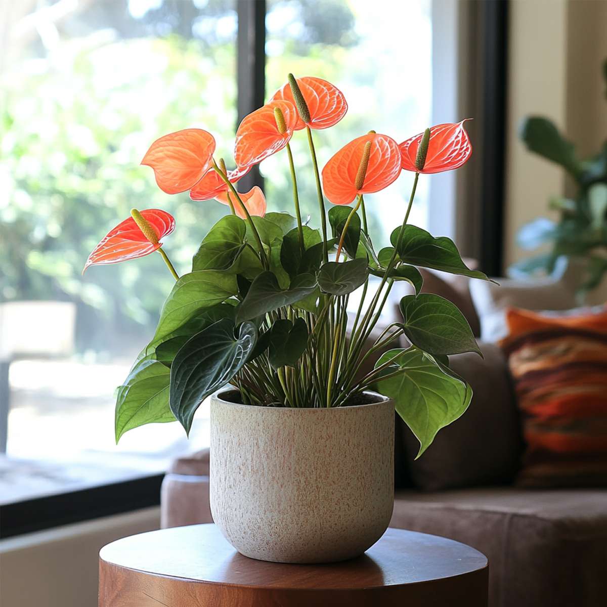 Floarea flamingo - Anthurium 'Madural Orange' - Înălțime 55-70cm - ø17cm