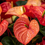 Floarea flamingo - Anthurium 'Madural Orange' - Înălțime 55-70cm - ø17cm