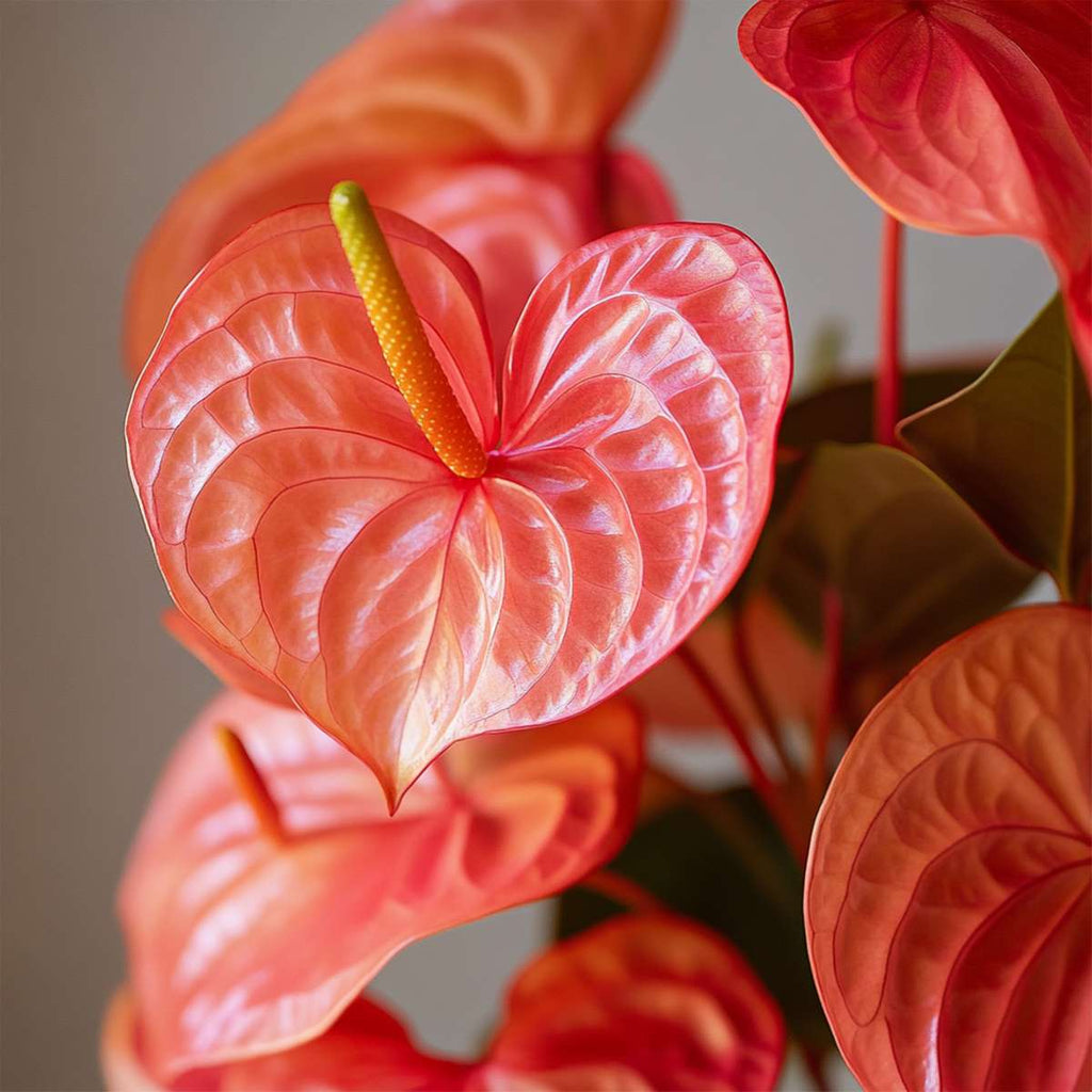 Floarea flamingo - Anthurium 'Madural Orange' - Înălțime 55-70cm - ø17cm