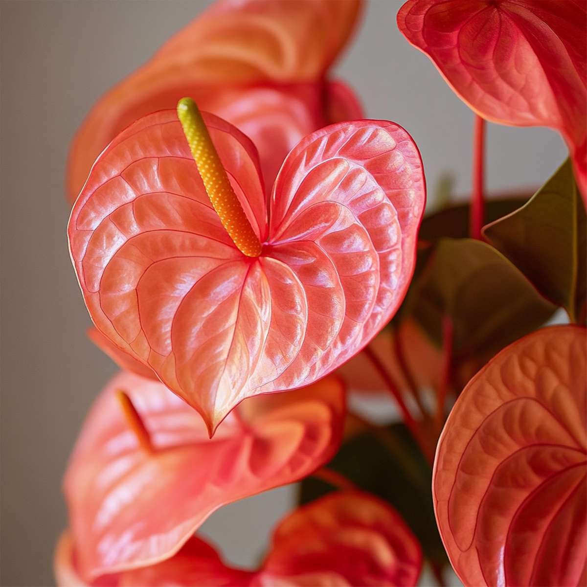 Floarea flamingo - Anthurium 'Madural Orange' - Înălțime 55-70cm - ø17cm