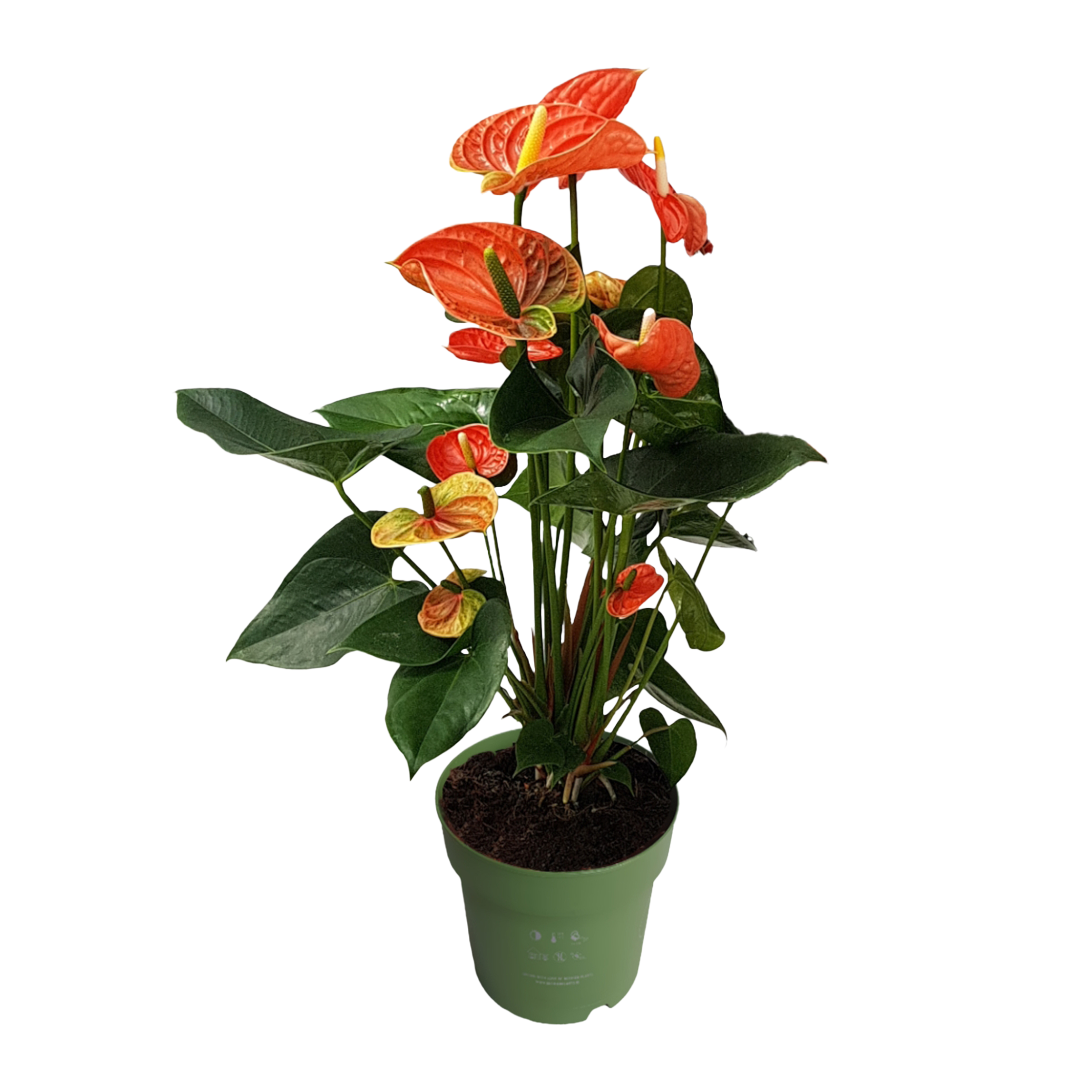 Floarea flamingo - Anthurium 'Madural Orange' - Înălțime 55-70cm - ø17cm