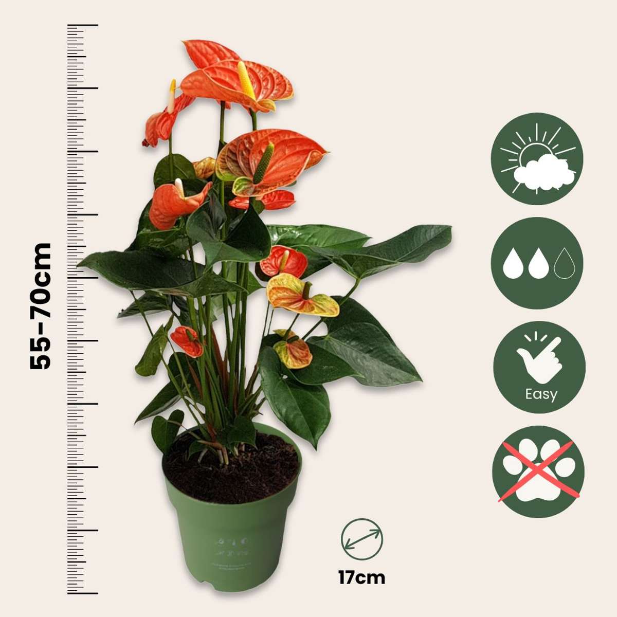 Floarea flamingo - Anthurium 'Madural Orange' - Înălțime 55-70cm - ø17cm