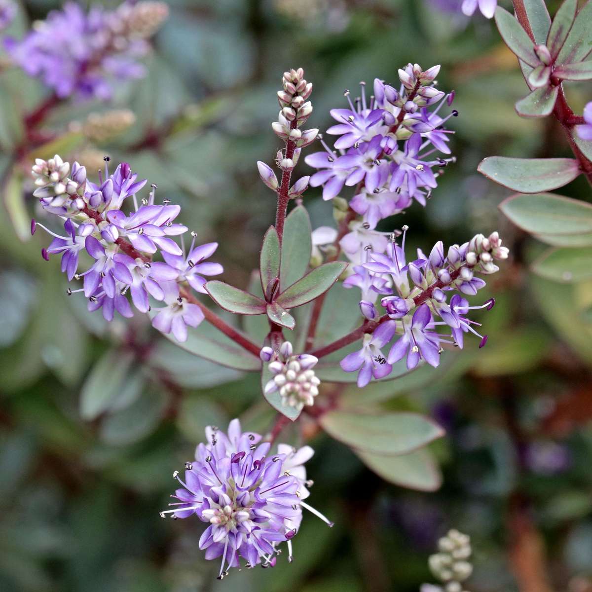 Arbust Hebe - 36 buc - Hebe pinguifolia - Înălţime 15-20cm - ⌀11cm