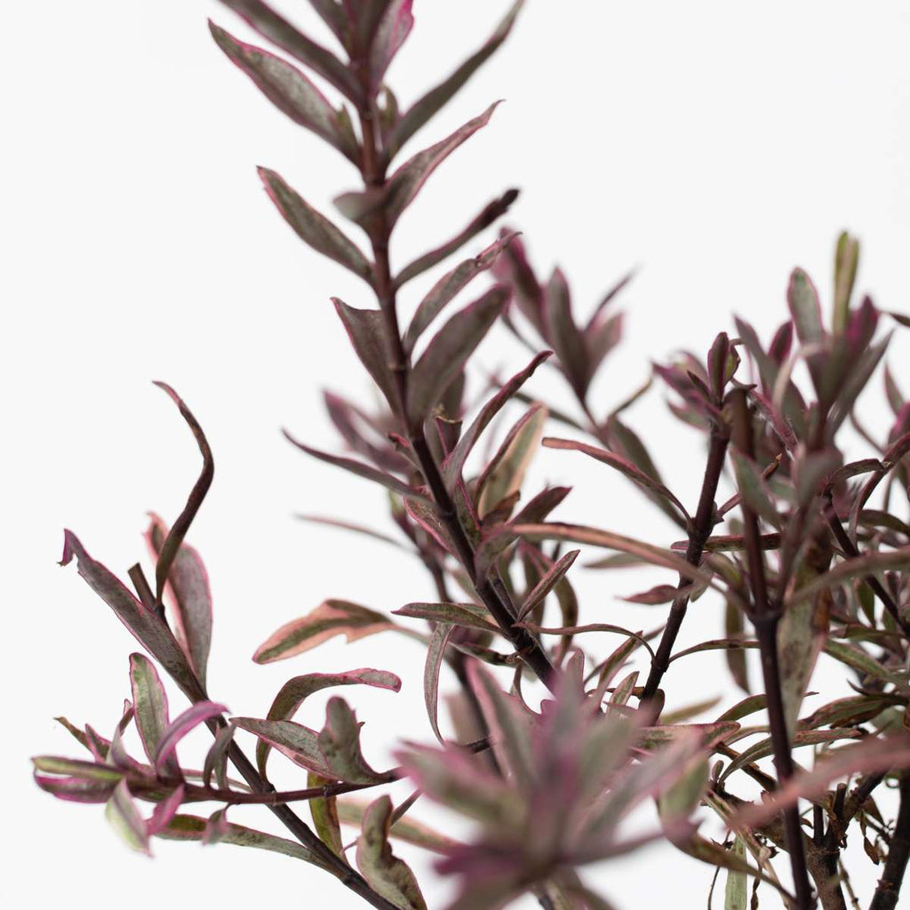 Arbust Hebe - 36 buc - Hebe pinguifolia - Înălţime 15-20cm - ⌀11cm
