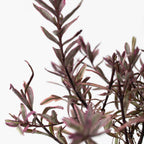 Arbust Hebe - 36 buc - Hebe pinguifolia - Înălţime 15-20cm - ⌀11cm