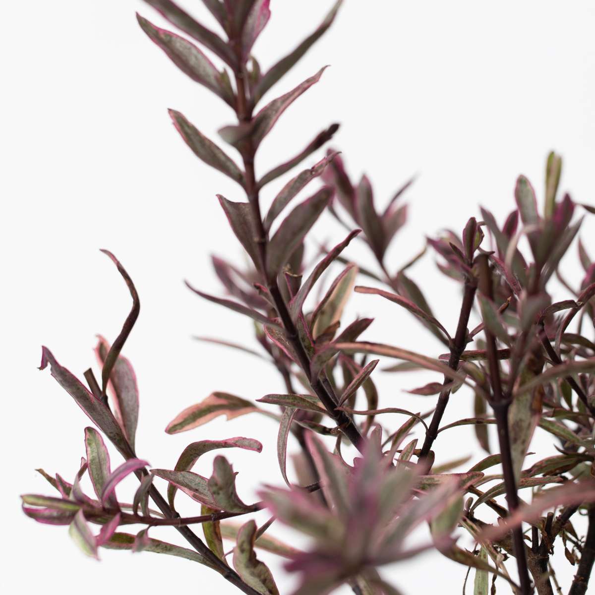Arbust Hebe - 36 buc - Hebe pinguifolia - Înălţime 15-20cm - ⌀11cm