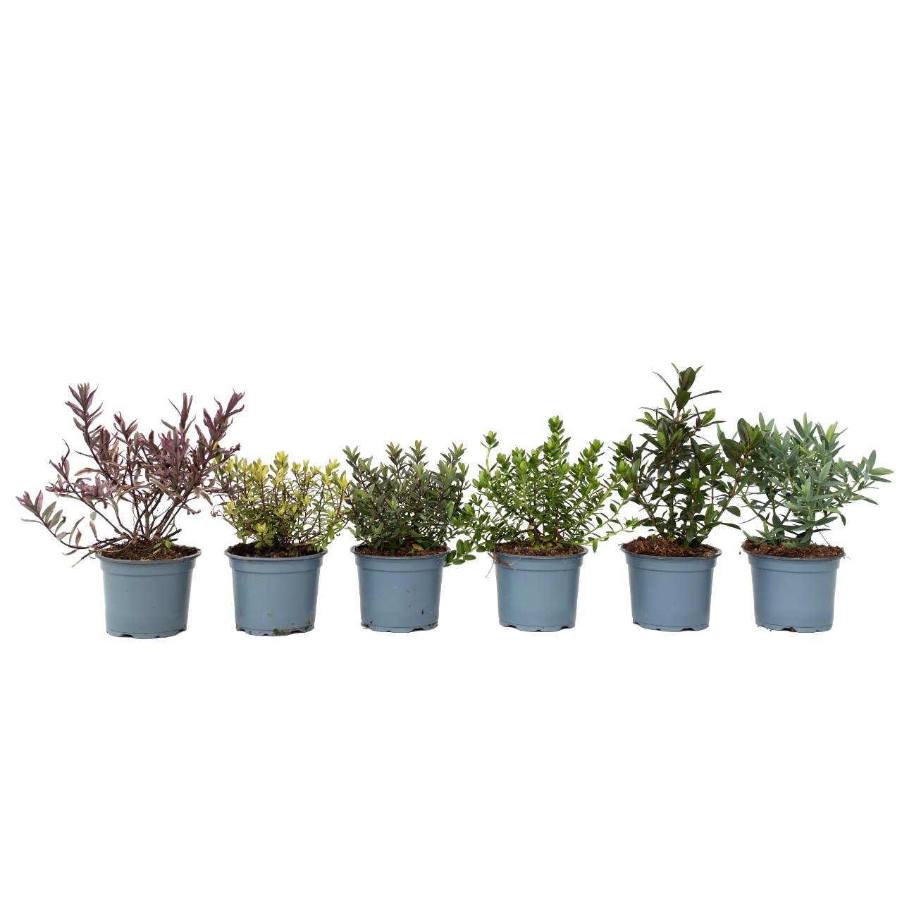 Arbust Hebe - 36 buc - Hebe pinguifolia - Înălţime 15-20cm - ⌀11cm