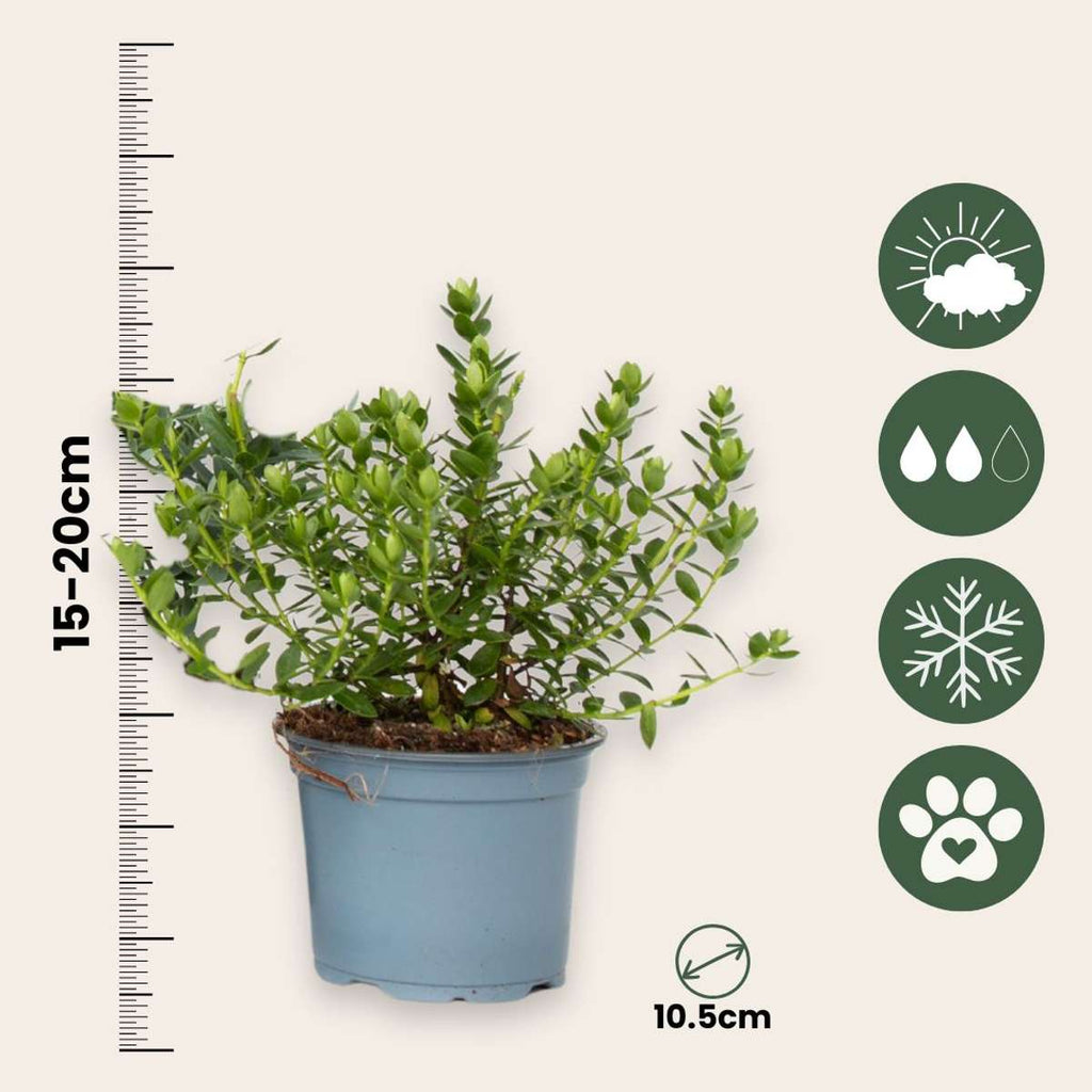 Arbust Hebe - 36 buc - Hebe pinguifolia - Înălţime 15-20cm - ⌀11cm