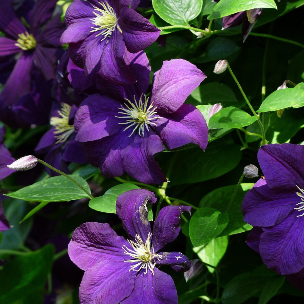 Clematis - 2 buc. - Clematis 'The President' - Înălțime 100-120cm - ⌀17cm