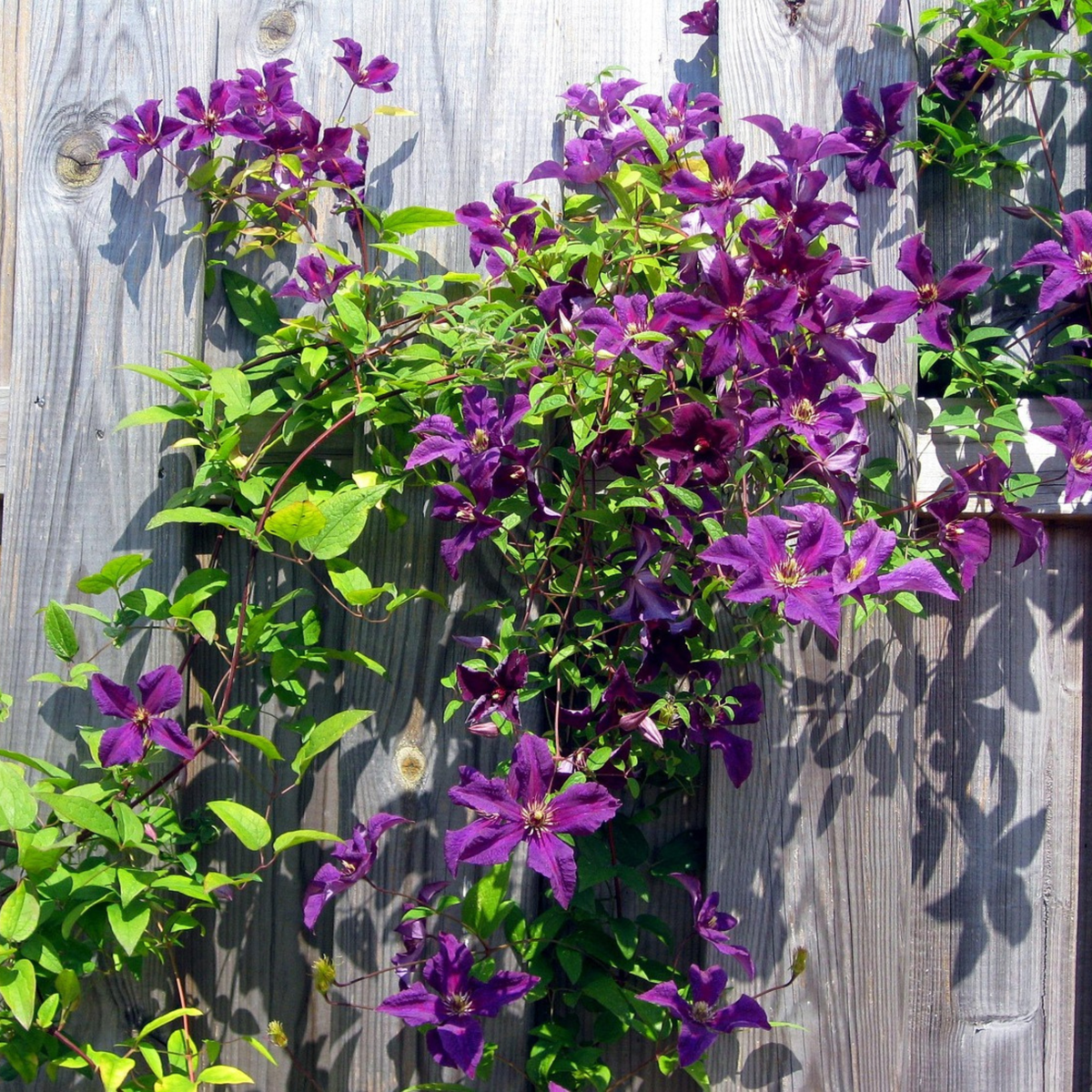 Clematis - 2 buc. - Clematis 'The President' - Înălțime 100-120cm - ⌀17cm