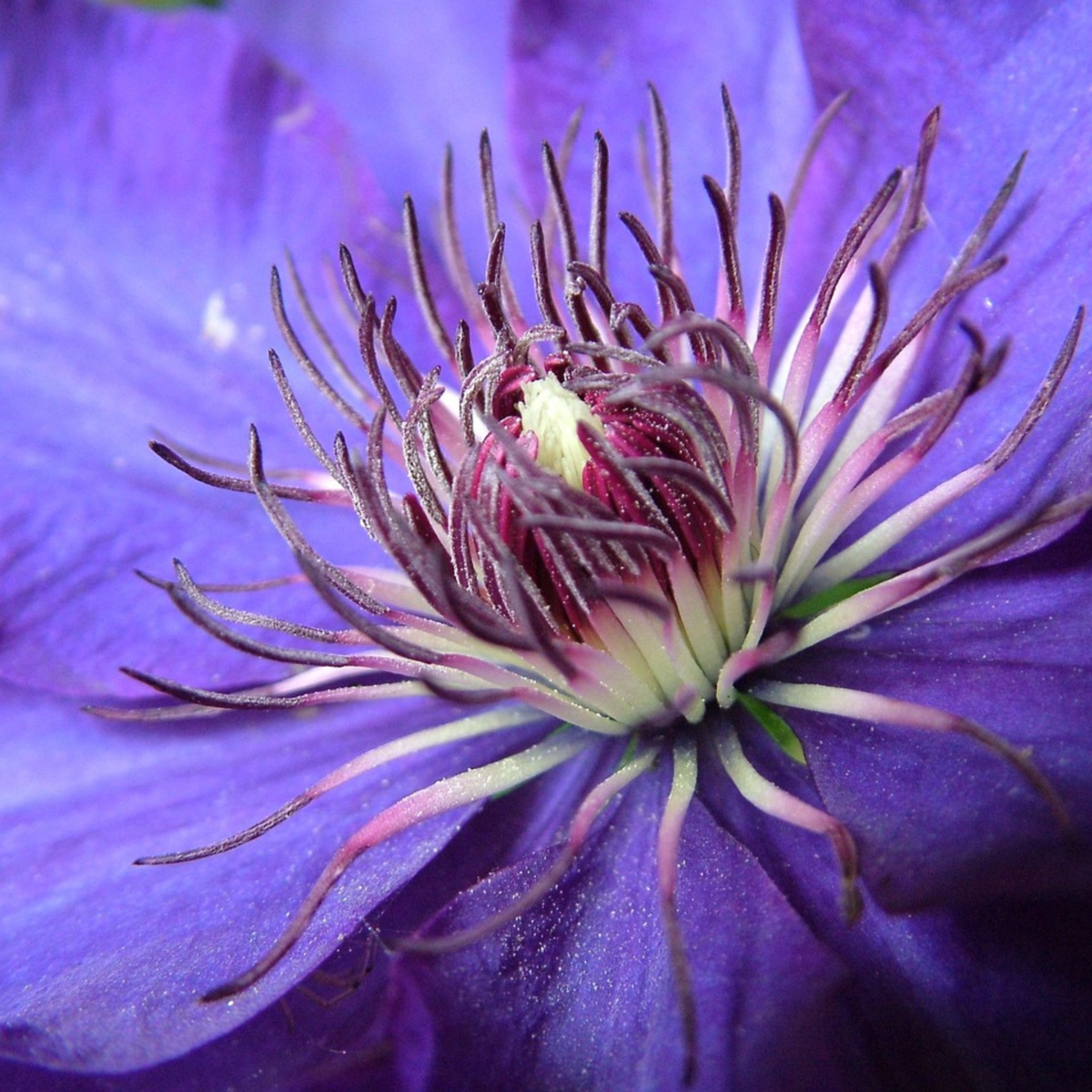 Clematis - 2 buc. - Clematis 'The President' - Înălțime 100-120cm - ⌀17cm