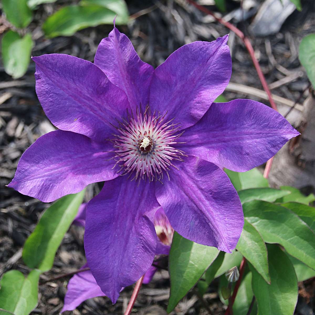 Clematis - 2 buc. - Clematis 'The President' - Înălțime 100-120cm - ⌀17cm