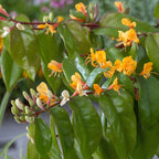 Caprifoi - 2 buc - Lonicera henryi 'Copper Beauty' - Înălţime 110-120cm - ⌀17cm