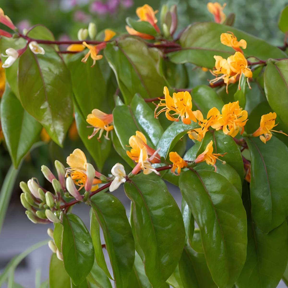 Caprifoi - 2 buc - Lonicera henryi 'Copper Beauty' - Înălţime 110-120cm - ⌀17cm