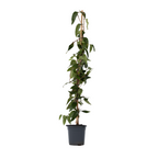 Caprifoi - Lonicera henryi 'Copper Beauty' - Înălţime 110-120cm - ⌀17cm