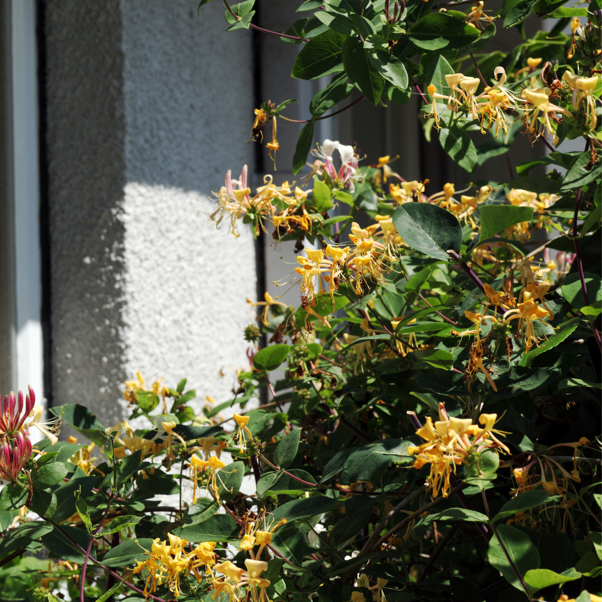 Caprifoi - 2 buc - Lonicera henryi 'Copper Beauty' - Înălţime 110-120cm - ⌀17cm