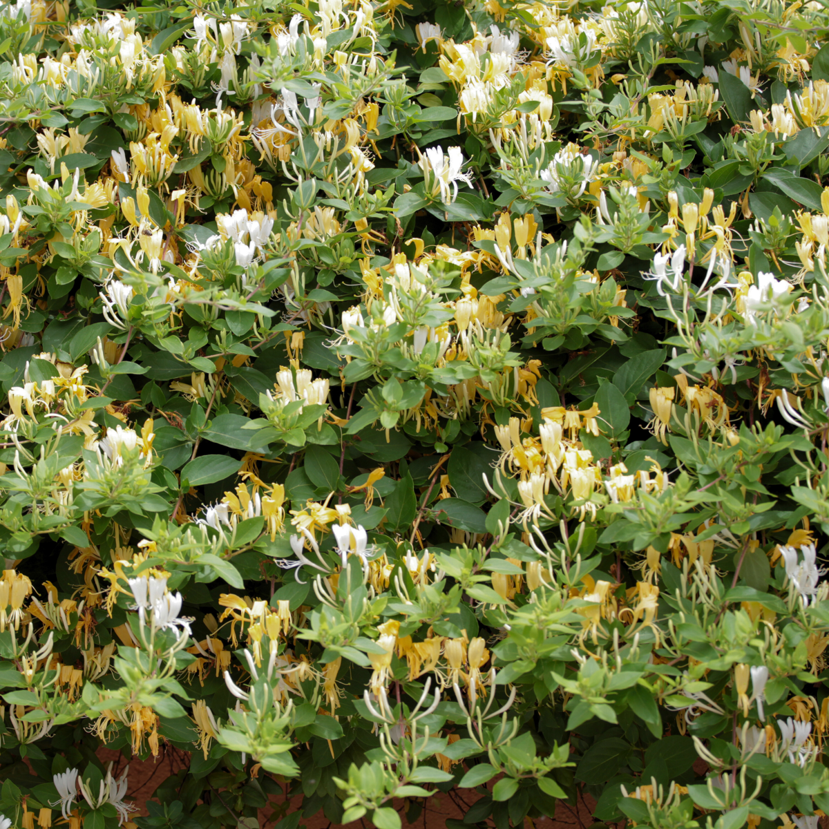 Caprifoi - 2 buc - Lonicera henryi 'Copper Beauty' - Înălţime 110-120cm - ⌀17cm