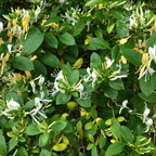 Caprifoi - 2 buc - Lonicera henryi 'Copper Beauty' - Înălţime 110-120cm - ⌀17cm