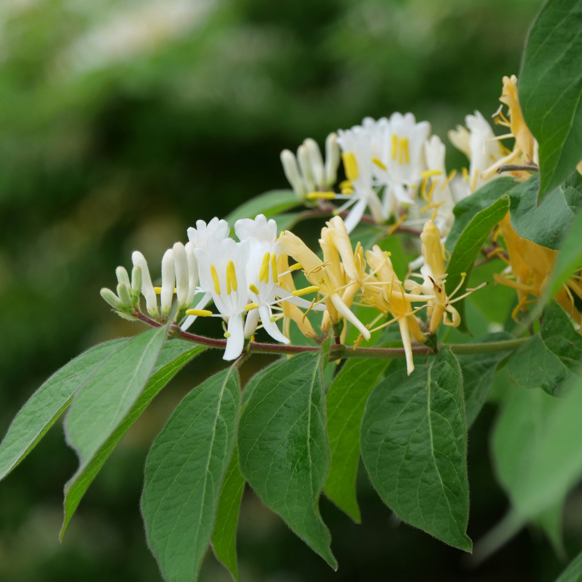 Caprifoi - 2 buc - Lonicera henryi 'Copper Beauty' - Înălţime 110-120cm - ⌀17cm