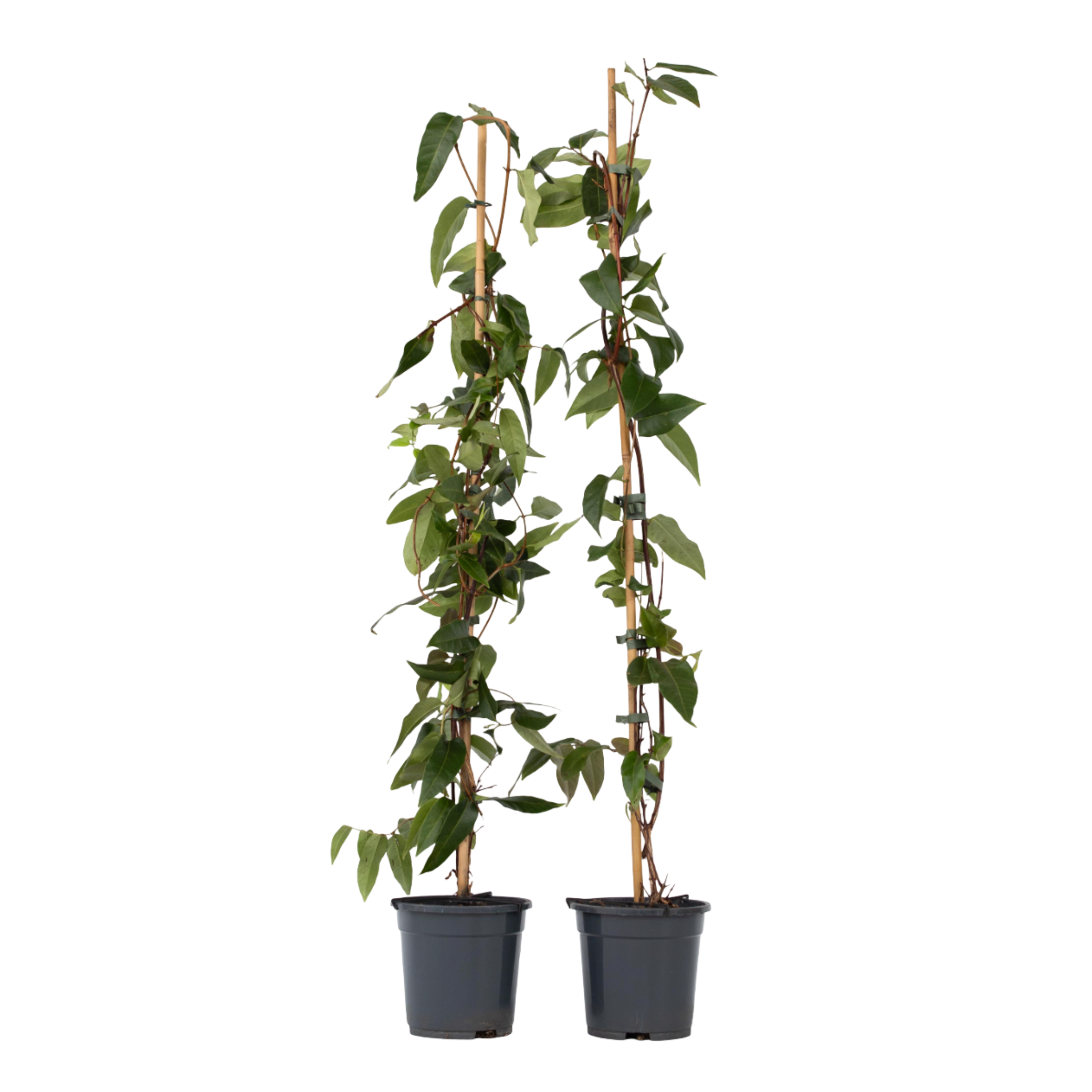 Caprifoi - 2 buc - Lonicera henryi 'Copper Beauty' - Înălţime 110-120cm - ⌀17cm