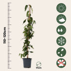 Caprifoi - 2 buc - Lonicera henryi 'Copper Beauty' - Înălţime 110-120cm - ⌀17cm