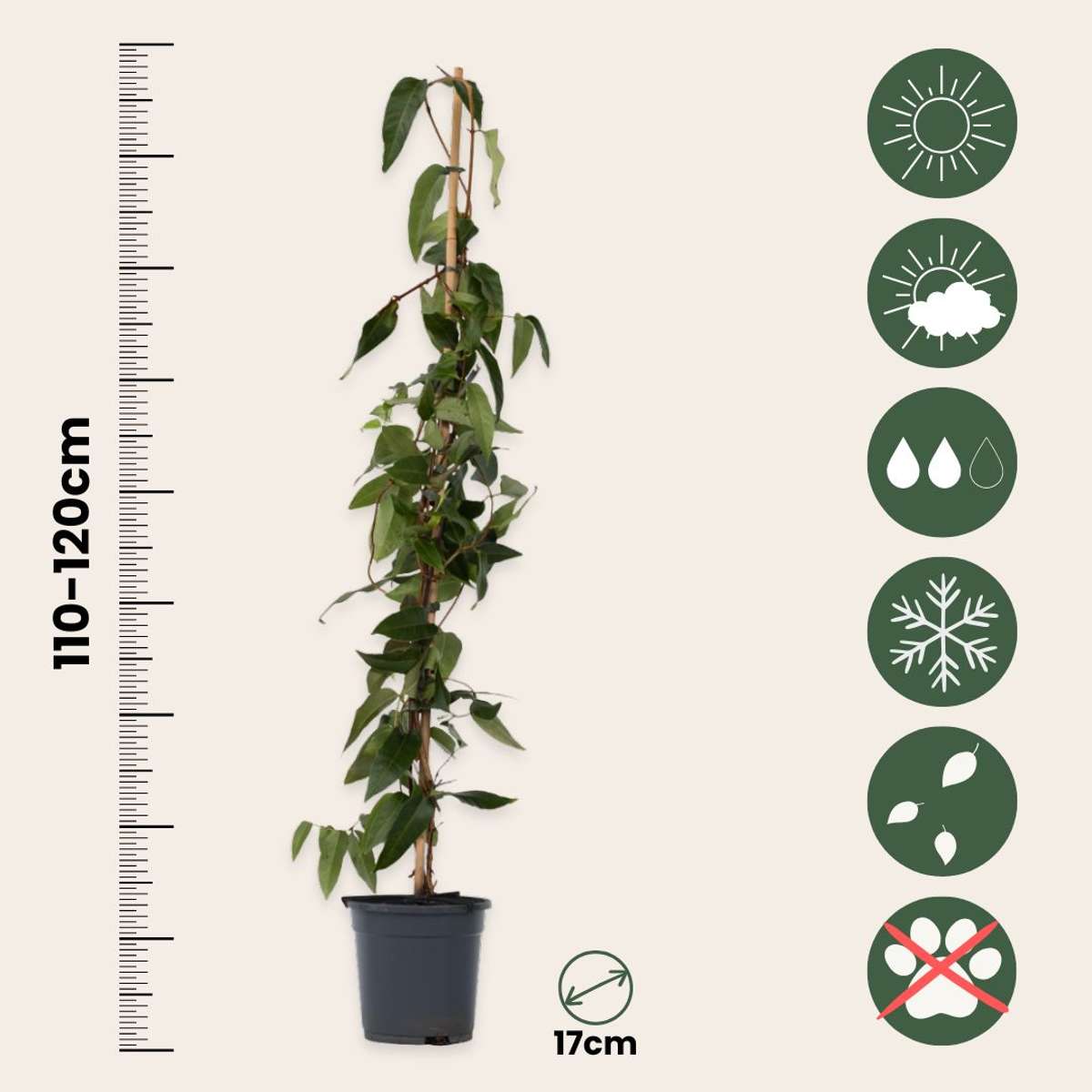 Caprifoi - 2 buc - Lonicera henryi 'Copper Beauty' - Înălţime 110-120cm - ⌀17cm
