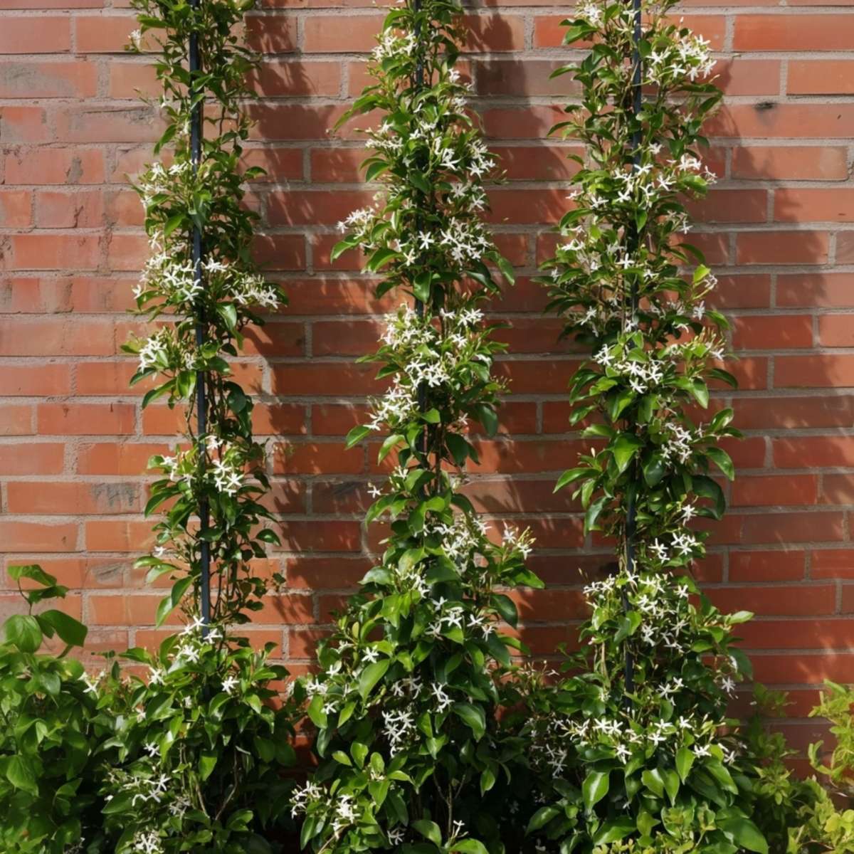 Iasomie - 8 buc - Trachelospermum jasminoides - Înălţime 110-120cm - ⌀17cm