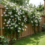 Iasomie - Trachelospermum jasminoides - Înălţime 110-120cm - ⌀17cm