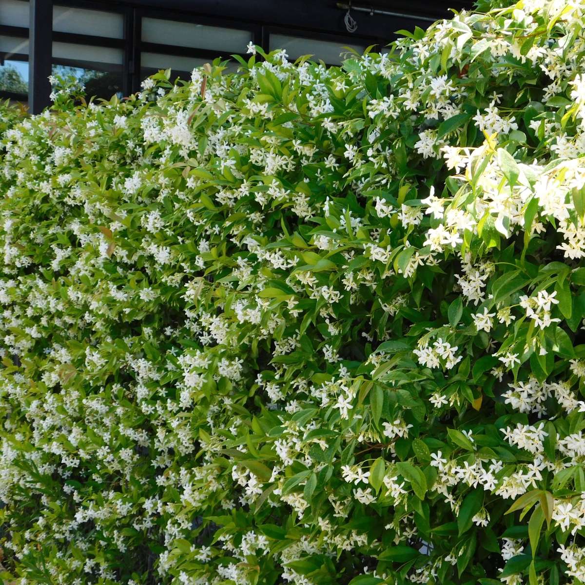Iasomie - 8 buc - Trachelospermum jasminoides - Înălţime 110-120cm - ⌀17cm