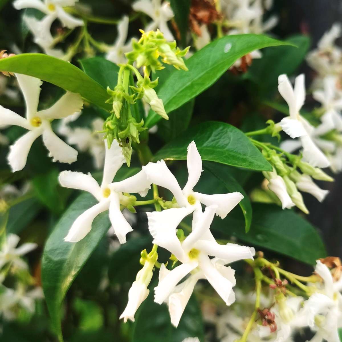 Iasomie - 8 buc - Trachelospermum jasminoides - Înălţime 110-120cm - ⌀17cm