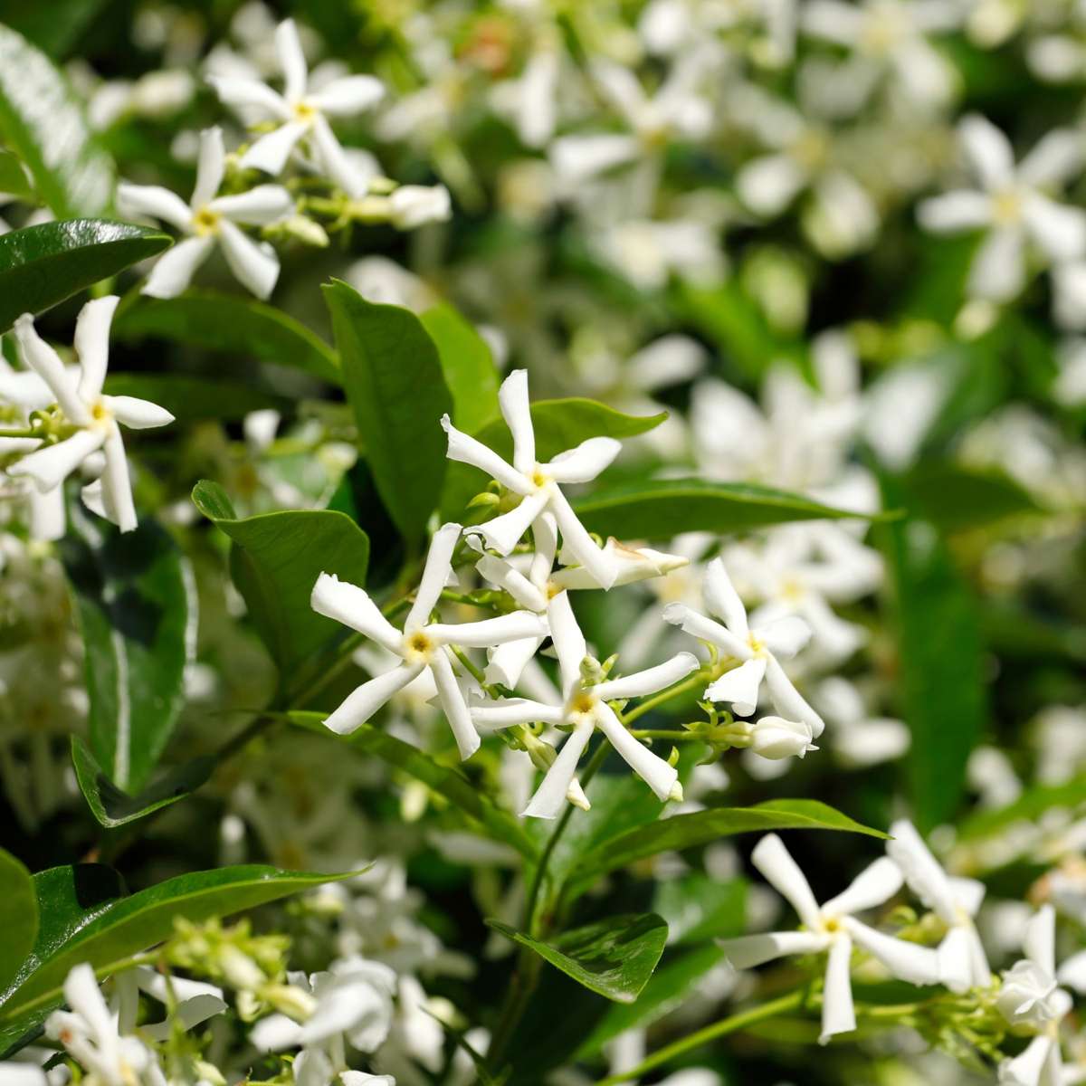 Iasomie - Trachelospermum jasminoides - Înălţime 110-120cm - ⌀17cm