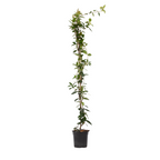 Iasomie - Trachelospermum jasminoides - Înălţime 110-120cm - ⌀17cm