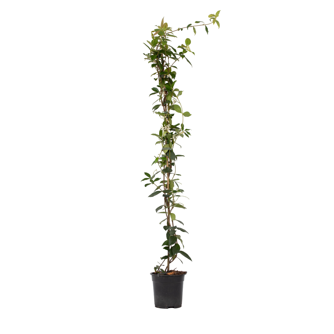 Iasomie - Trachelospermum jasminoides - Înălţime 110-120cm - ⌀17cm