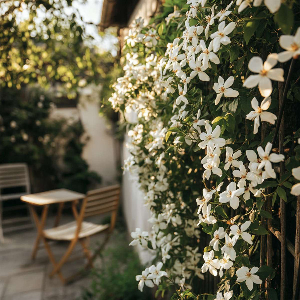 Iasomie - 8 buc - Trachelospermum jasminoides - Înălţime 110-120cm - ⌀17cm