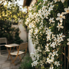 Iasomie - 8 buc - Trachelospermum jasminoides - Înălţime 110-120cm - ⌀17cm