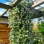 Iasomie - 8 buc - Trachelospermum jasminoides - Înălţime 110-120cm - ⌀17cm