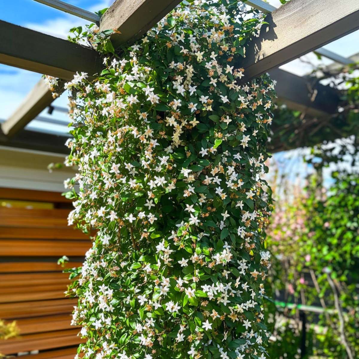 Iasomie - 8 buc - Trachelospermum jasminoides - Înălţime 110-120cm - ⌀17cm
