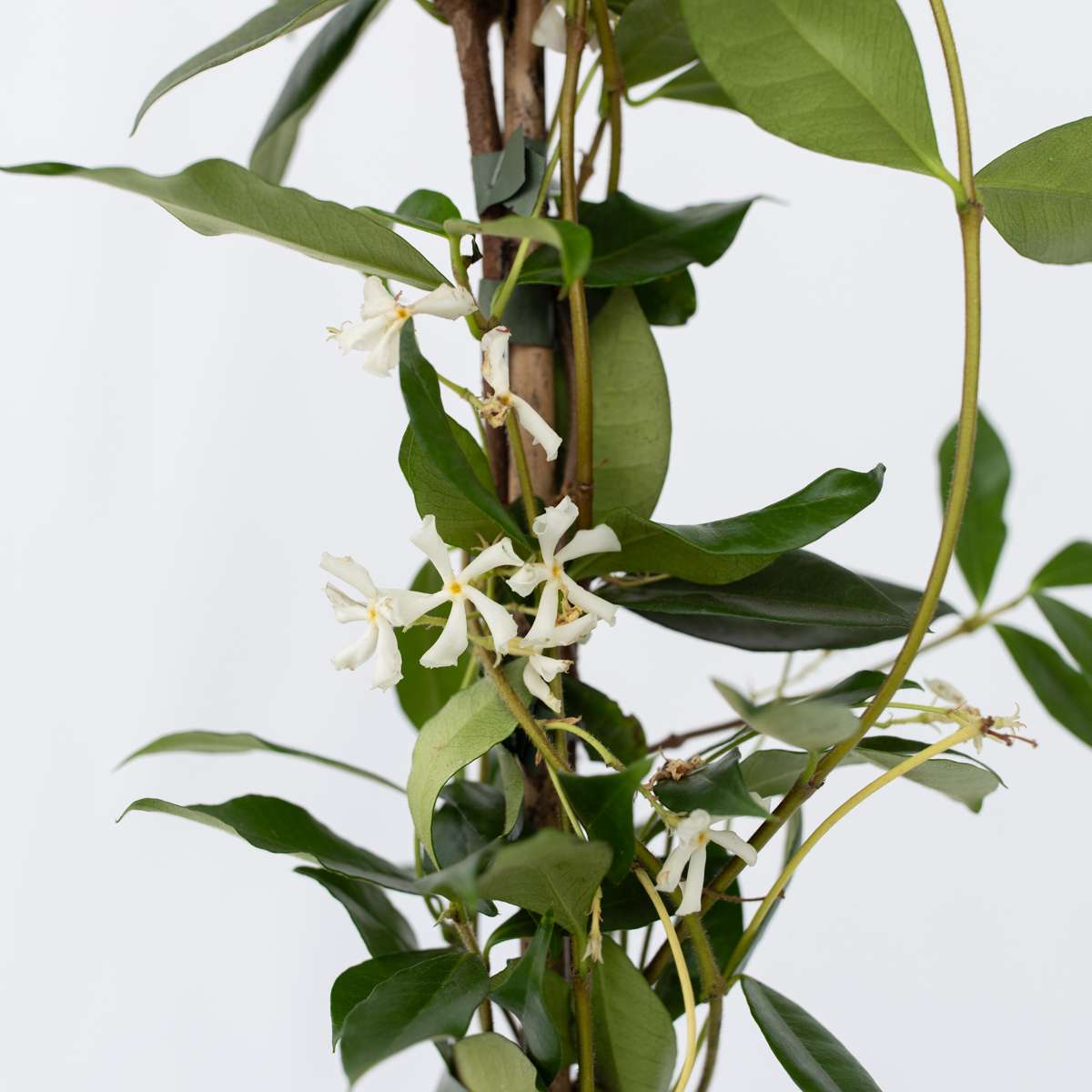 Iasomie - 8 buc - Trachelospermum jasminoides - Înălţime 110-120cm - ⌀17cm