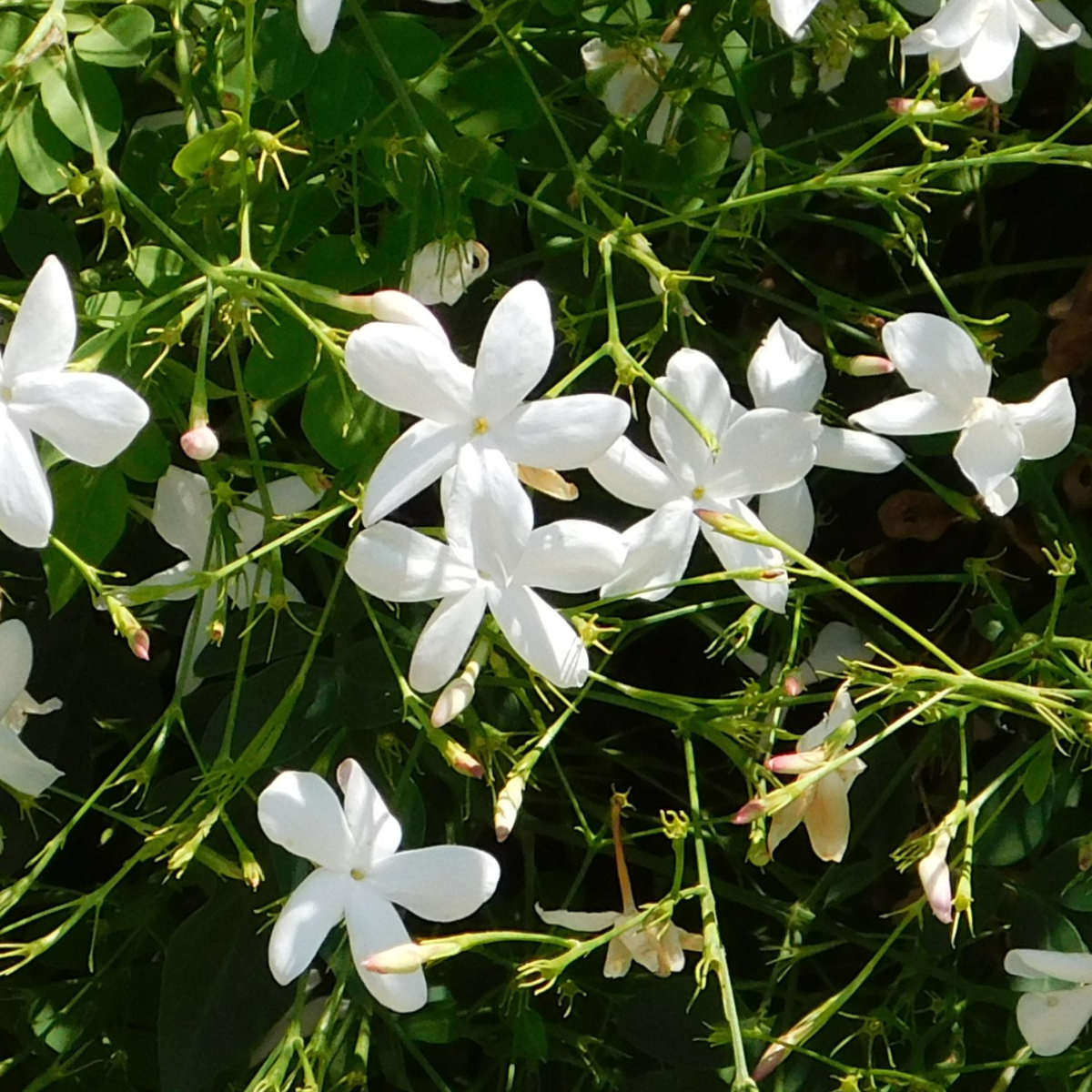 Iasomie - 8 buc - Trachelospermum jasminoides - Înălţime 110-120cm - ⌀17cm