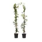 Iasomie - 8 buc - Trachelospermum jasminoides - Înălţime 110-120cm - ⌀17cm